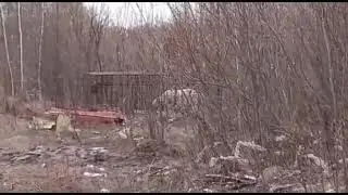 Как ловили белого медведя
