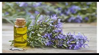 Potencia Antimicrobiano de Aceite Esencial de Romero Contra Fitopatógenos (Parte 1)