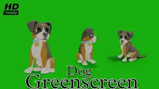 Greenscreen Dog Hd Chroma Video footage | Dog Green Screen Chroma Greenscreen Dog Chromakey footage