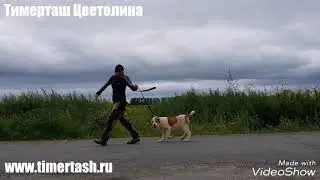 Тимерташ Цветолина дочь Вивы и Илюши (Тимерташ Вива Ла Дива × Тимерташ Илья Муромец)
