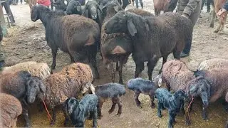 Молбозор нархи Бара, Кучкор, Гусфанд, (Барача) Оча бача,  26 января 2023 г.