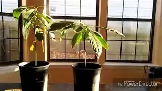 How to Grow an Avocado Tree