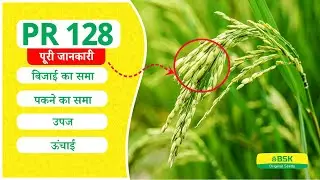 PR 128 विवरण | चावल के बीज परमल चावल की किस्म | शीर्ष धान | उच्च उपज वाली चावल की किस्म