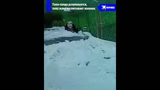 Пока мама с детьми – папа развлекается!