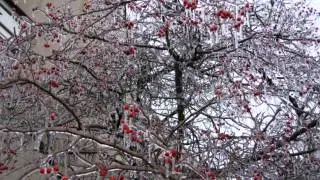 Ice Storm