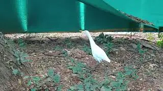 19112024 Crane spotted searching Something in IISc