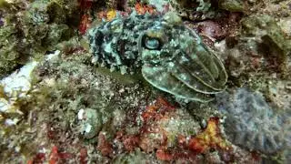 Каракатица