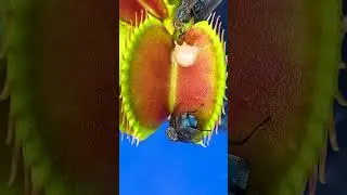 Never Feed Chicken to a Venus Flytrap! 