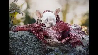 Baby Frenchie in the snow & Bramhall Park - Stockport pet photographer