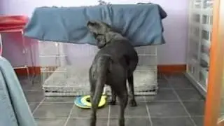 dog goes to sleep