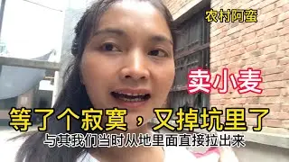 小麦掉价，这次又有多少人失算了？靠种地发财有可能吗？