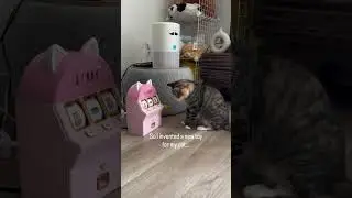 Кот-лудоман — горе в семье