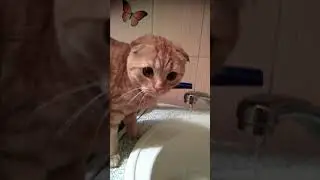 Бастинда решила вымыть себе голову