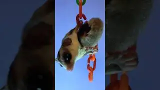 #sugarglider 🔥🔥