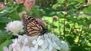 Southern Shores Milkweed for Monarchs