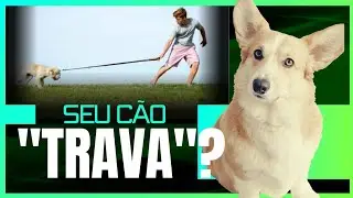 Seu cão 