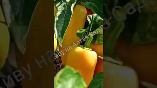 До неприличия урожайный сорт перца в открытом грунте