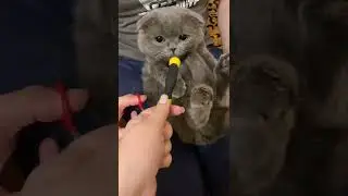 Интервью с пушистым/Лучший интервьюер среди котов