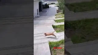 Что они вытворяют?  #красота  #тренд #кот #актив #а4