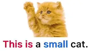 English Sentences 1: A cat