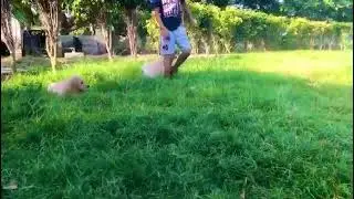 Two #puppies more #happiness #goldenretriever ( Golden retriever )