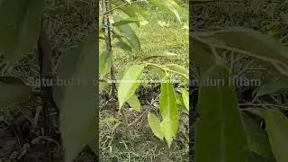 penanaman satu bulan duri hitam     #petani #duriantraveller #durianmontong #duriandurihitam