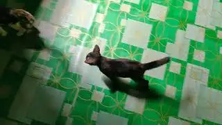 Kitten Fight 2