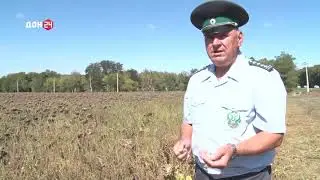 Амброзия в поле подсолнечника