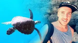GIANT TURTLES ON APO ISLAND