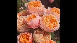 EDROSES/Роза   🌹  Ноттинг Хилл (Notting Hill®),   Jan Spek Rozen B.V., Голландия.