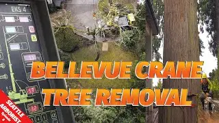 Bellevue Crane Cedar Tree Removal