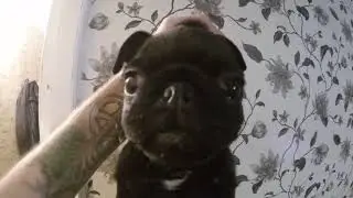 Мопсяка переел корма