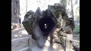 A Fallen Sequoia