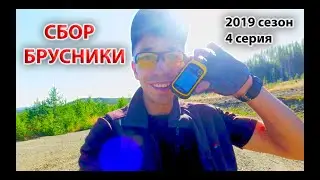 Сбор ягод в Швеции с Артемом Митюшкиным. 2019 сезон 4 серия \ Сбор брусники.