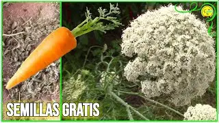Como sacar obtener semillas de zanahoria HD