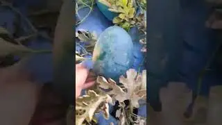 Watermelon 🍉 Farm #shorts #viral #trending #watermelon