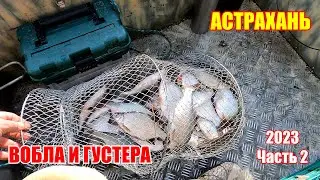 Астрахань 2023  / Вобла и густера / Мумра / часть 2