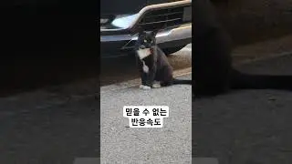 고양이의 믿기 힘든 반응속도 #shorts