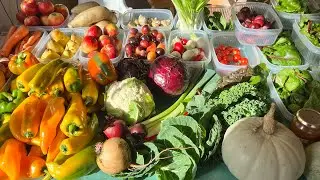 Last weekly harvest of October ~ I love it when a plan comes together