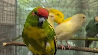 какарики 3 месяца очень игривые и редкие