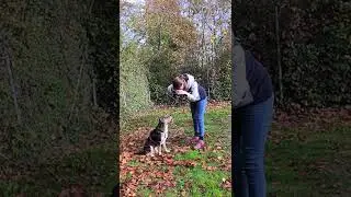 before vs. after 🐶 Hundefotografie 😄🍁 