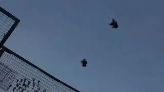 Пізно відкрив