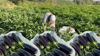 We Started Our Vegetable Sales Small ❗️May God Bless You | Eggplant Harvest