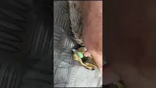 ловить баклана на силикон спиннингом
