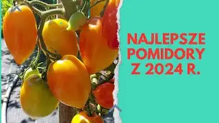 Najlepsze pomidory z 2024 r