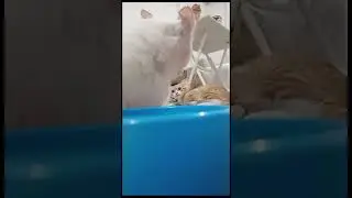 The rescued mother cat called out to the rescued kitten. #cat #shorts #catlover #trend #viral #kitty