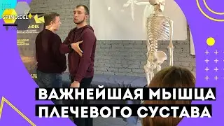 Важнейшая мышца стабилизатор плечевого сустава