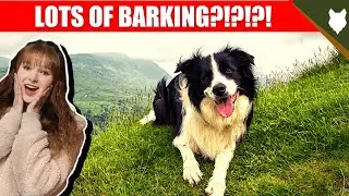 DO BORDER COLLIE BARK ALOT?