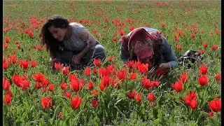 Loy loy deloy loy ( MUŞ )