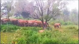 Indian wild elephants || Bharatiya Hathi groups#elephant #wildlife #adventure